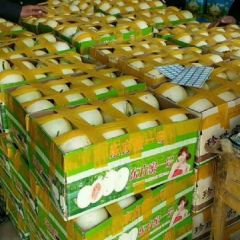 山东成武我处香瓜即将大量上市了