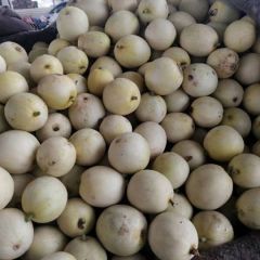 景甜甜瓜大量上市，价格美丽