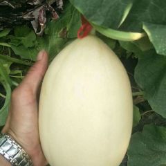 山东红金密洋香瓜甜瓜大量上市