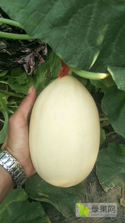 2020年山东莘县红金密洋香瓜价格