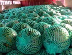 惠州东景农贸市场甜王西瓜 热烈欢迎采购商前来采购