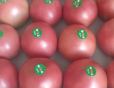 凌海西红柿常年有货
