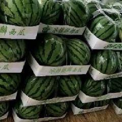 河南夏邑正宗8424无籽西瓜