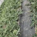 8424美都西瓜马上要上市啦