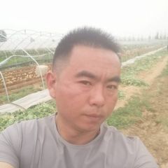 肥城土豆三模大棚，大量供应