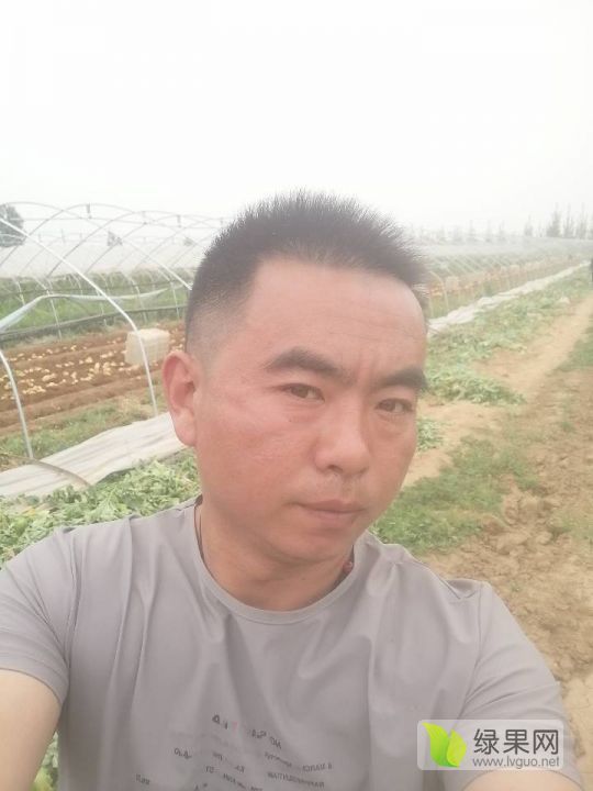 2020年山东肥城荷兰十五价格