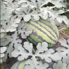 大量出售甜王系列，大型种植场地，西瓜品种齐全，