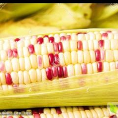 大量玉米供应全国市场，量大从优