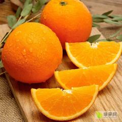 秭归脐橙 纽荷尔 九月红 大量批发