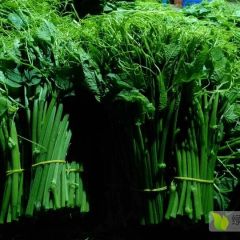 大量现货（龙须菜）