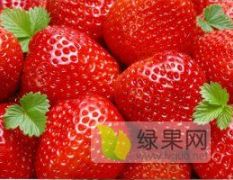 几百亩露天草莓，和好吃，价格便宜，陕西华阴市，