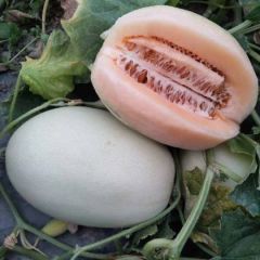 陕西甜瓜，四季银红，东方蜜，产地直供