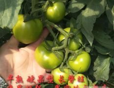 硬粉番茄种子，荷兰大果番茄品种，早熟西红柿种子