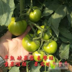 硬粉番茄种子，荷兰大果番茄品种，早熟西红柿种子