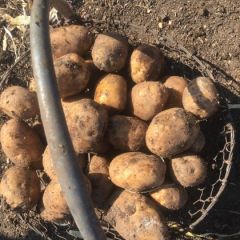 常年供应马铃薯，品种齐全