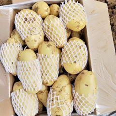 山东土豆，山东济南土豆荷兰十五大量供应