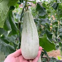 羊角蜜5.5元一斤