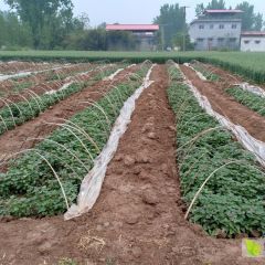 舞钢市沃土薯业专业合作社大量销售商薯19红薯苗