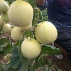 博洋九，八，六一，羊角蜜，绿宝，星甜二十