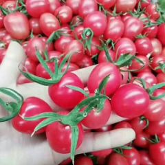 山东莘县圣女果樱桃小西红柿