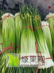 江苏徐州丰县大量供应白帽蒜苔，常年合作