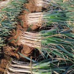 出售长根大葱和铁杆钢葱。