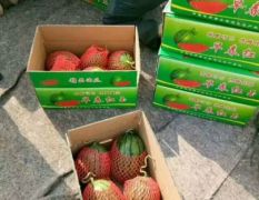 新品红玉西瓜大量上市。包熟包甜，免费吃住。