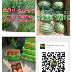 大棚西瓜，2k600.梦想甜王大量供应。