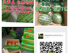 潍坊大棚西瓜市场早春红玉西瓜头茬包熟包甜。