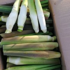 茭白基地 自产自销 自家基地