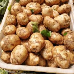 土豆大量上市，货好价优