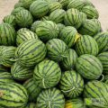 精品甜王大量上市——保证质量，诚信第一