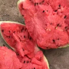 甜王西瓜～大量上市，产地直销，质量保证，代发全国