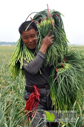 2020年山东兰陵苍山优质蒜薹价格