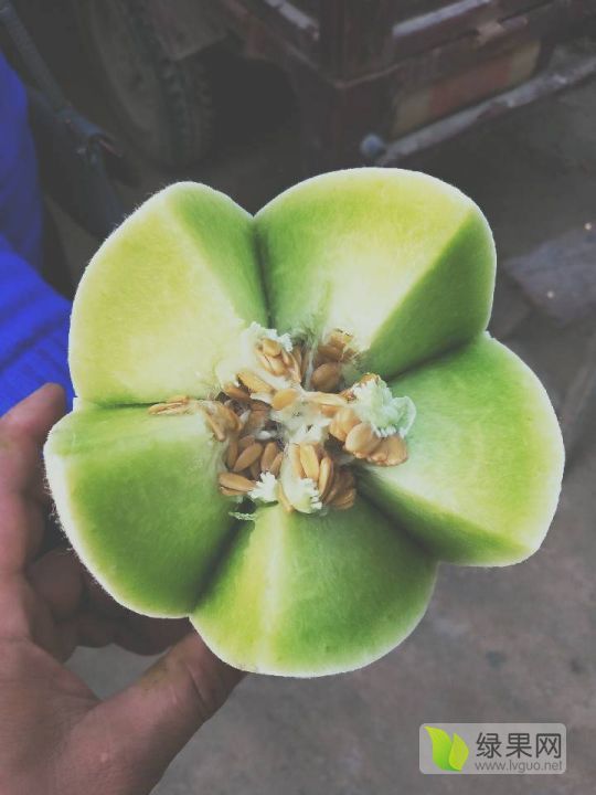 2020年江苏东台玉菇甜瓜价格