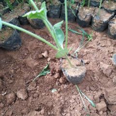 供应西瓜苗大棚土豆