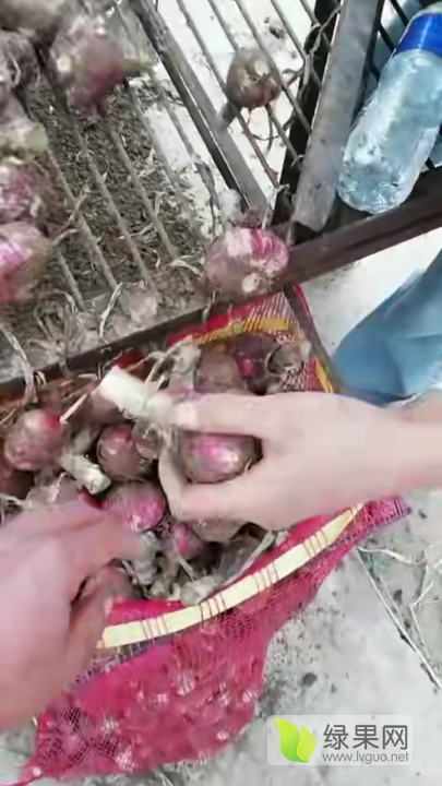 2020年河南中牟中牟新鲜早熟蒜价格