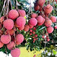 原产地荔枝批发价大量出售