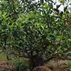 诚信出售优质蜜桔，大雅，三峡红橘子