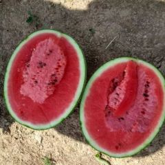 陕西蒲城甜王系列西瓜假一赔十