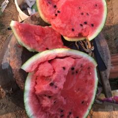 甜王西瓜大量上市