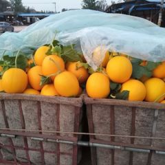 山东莘县洋香瓜生产基地