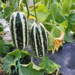 燕店批发市场—博洋九号