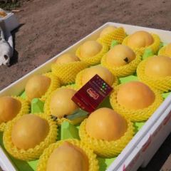 黄毛桃货多价低