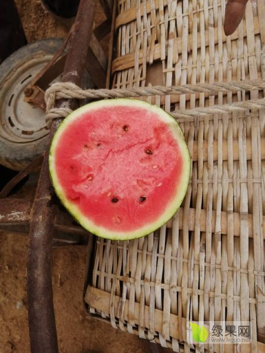 甜王系列价格