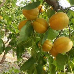 陕西金太阳杏批发基地大黄杏批发价格产地直供