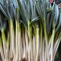 平度芽葱 晚抽大量上市中