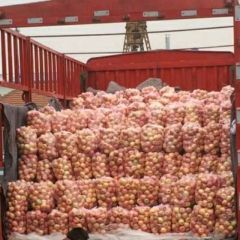 寒富 富士大量采购中