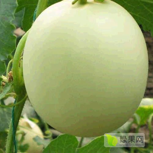 2020年山东莘县玉菇甜瓜价格