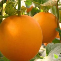 山东莘县久红瑞甜瓜 黄河蜜甜瓜大量上市